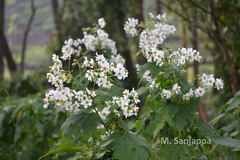 Montanoa bipinnatifida